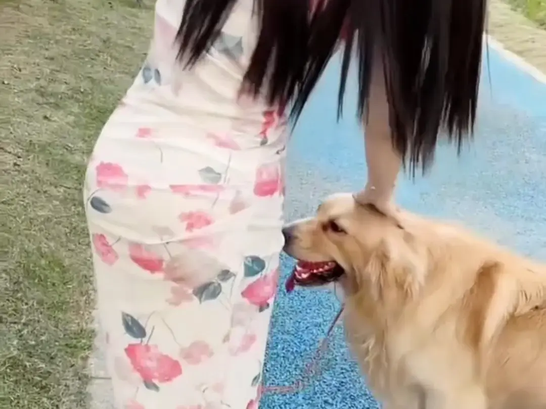 《抖音香香公主与爱犬金毛》完整版在线免费观看-抖音香香公主与爱犬直播回放网盘资源免费领取-科普视频高清播放